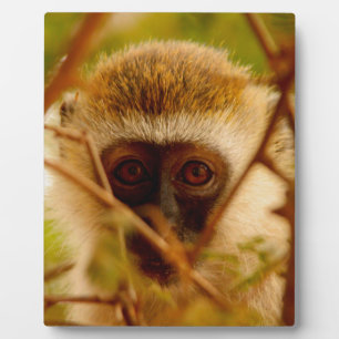 Cheeky Monkey. Fotoplaat