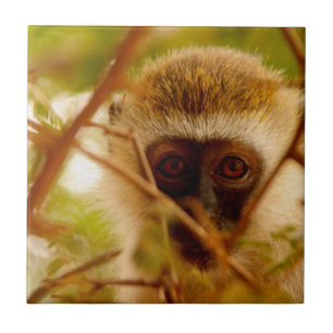 Cheeky Monkey. Tegeltje