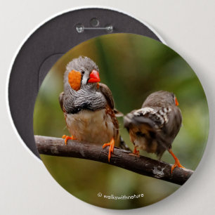 Cheeky Paar of Zebra Finches Songbird Ronde Button 6,0 Cm