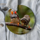 Cheeky Paar of Zebra Finches Songbird Ronde Button 6,0 Cm (In situ)
