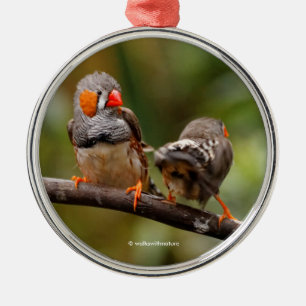 Cheeky Pair van Zebra Finch Songbird Metalen Ornament