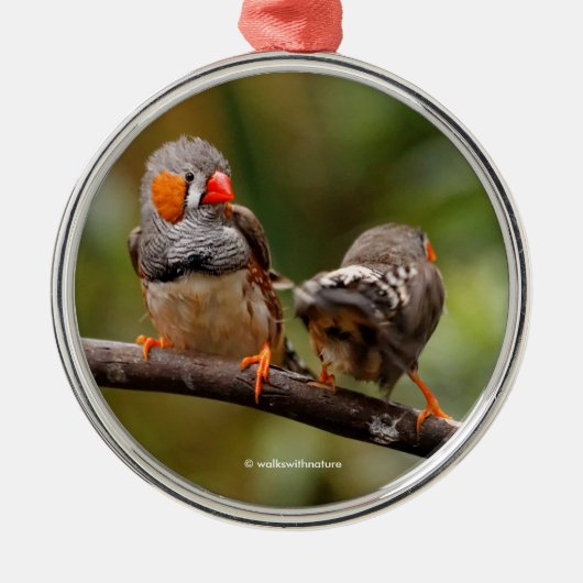 Cheeky Pair van Zebra Finch Songbird Metalen Ornament (Voorkant)