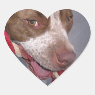 Cheeky Pitbull Hart Sticker