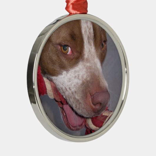 Cheeky Pitbull Metalen Ornament (Rechts)