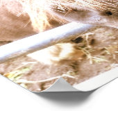 Cheeky Pony Poster (Hoek)