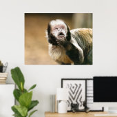 Cheeky schattige kleine Tufted capuchin-aap Poster (Thuiskantoor)