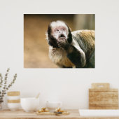 Cheeky schattige kleine Tufted capuchin-aap Poster (Keuken)