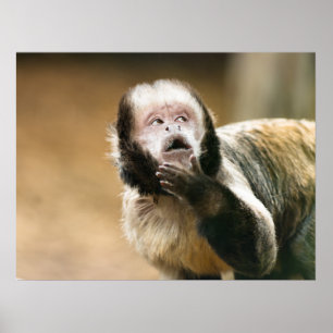 Cheeky schattige kleine Tufted capuchin-aap Poster