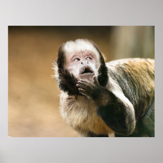 Cheeky schattige kleine Tufted capuchin-aap Poster (Voorkant)