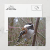 Cheep, het Briefkaart van de cichorei (Voorkant / Achterkant)