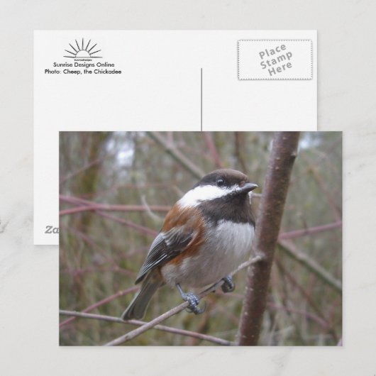 Cheep, het Briefkaart van de cichorei (Voorkant / Achterkant)