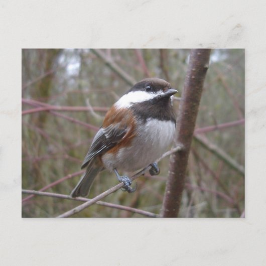 Cheep, het Briefkaart van de cichorei (Voorkant)