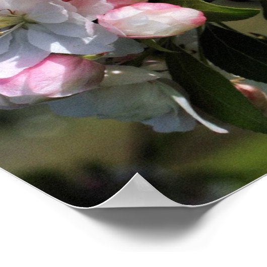 Cheerful Spring Crabapple Flower Blossom Poster (Hoek)