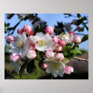 Cheerful Spring Crabapple Flower Blossom Poster