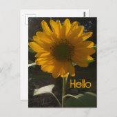 Cheerful Sunflower Briefkaart (Voorkant / Achterkant)
