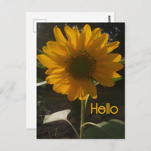 Cheerful Sunflower Briefkaart (Voorkant / Achterkant)