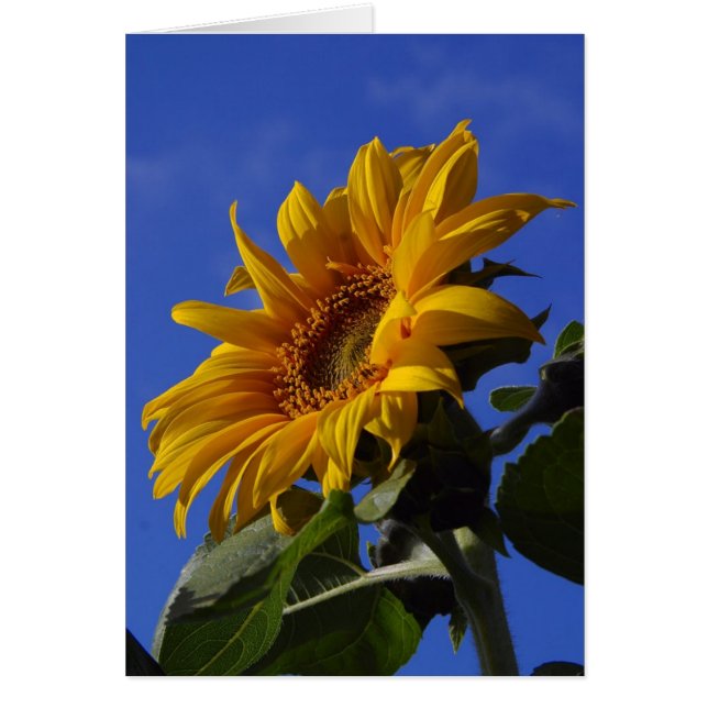 Cheerful Sunflower Cards (Voorkant)