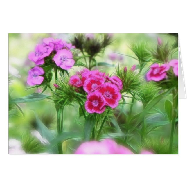 Cheerful Sweet William Flowers (Voorkant Horizontaal)