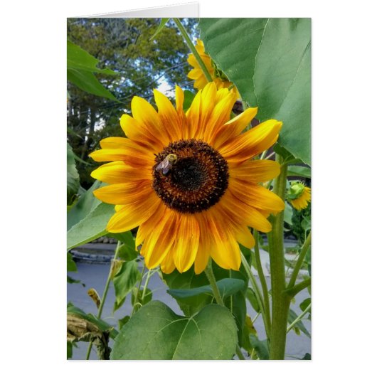 Cheerful Yellow Sunflower met bijenblanco Kaart (Voorkant)