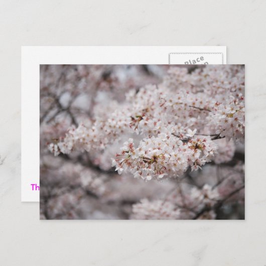 Cheery Blossom Briefkaart (Voorkant / Achterkant)