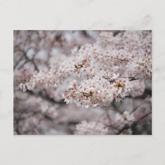 Cheery Blossom Briefkaart (Voorkant)