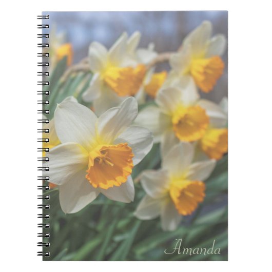Cheery Daffodils (verflauwd) Notitieboek (Voorkant)
