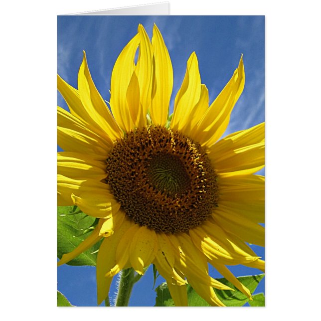 Cheery Sunflower (Voorkant)