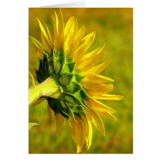 Cheery Sunflower Back (Voorkant)