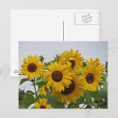 Cheery Sunflower Group Briefkaart (Voorkant / Achterkant)