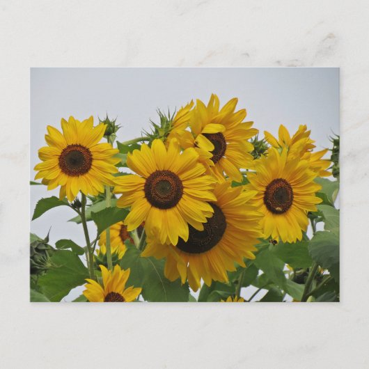 Cheery Sunflower Group Briefkaart (Voorkant)