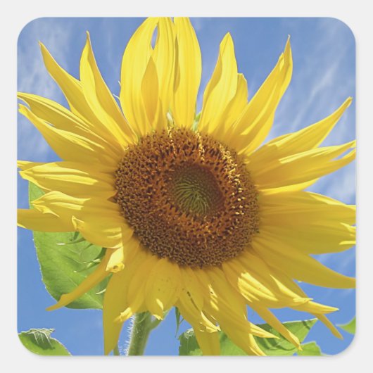 Cheery Sunflower op Sky Vierkante Sticker (Voorkant)