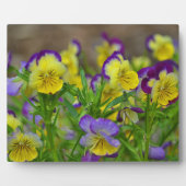 Cheery Viola Plaque Fotoplaat (Voorkant)