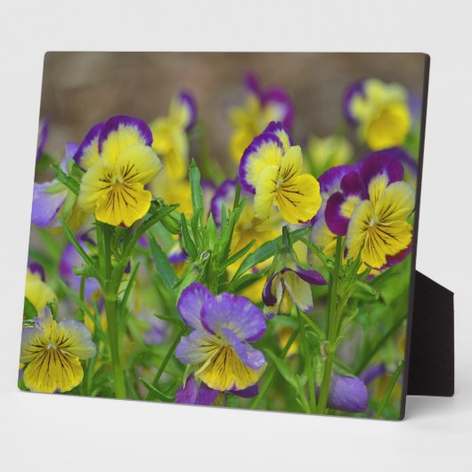 Cheery Viola Plaque Fotoplaat (Zijkant)