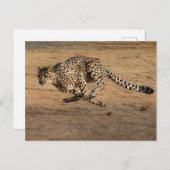 Cheeta Briefkaart (Voorkant / Achterkant)