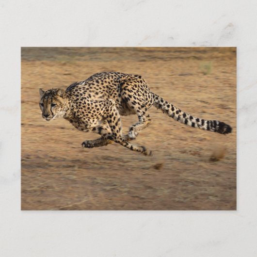 Cheeta Briefkaart (Voorkant)
