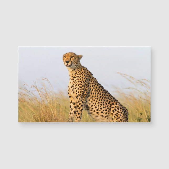Cheetah (Voorkant)