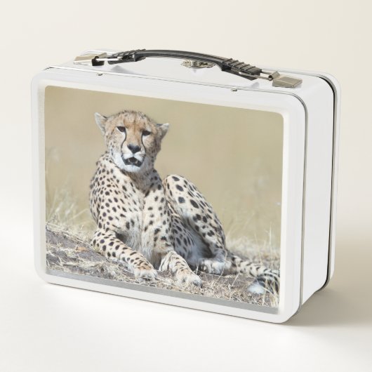 Cheetah (Achterkant)