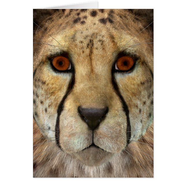 Cheetah (Voorkant)