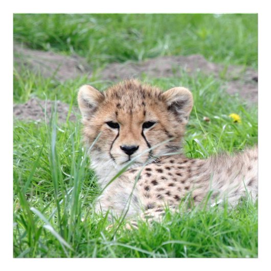 Cheetah20150904 Foto Afdruk (Voorkant)