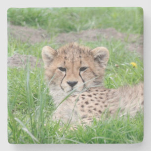 Cheetah20150904 Stenen Onderzetter