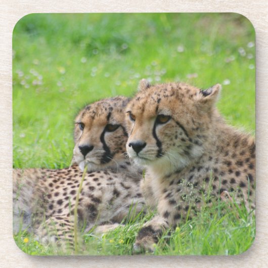 Cheetah 001 bier onderzetter (Voorkant)