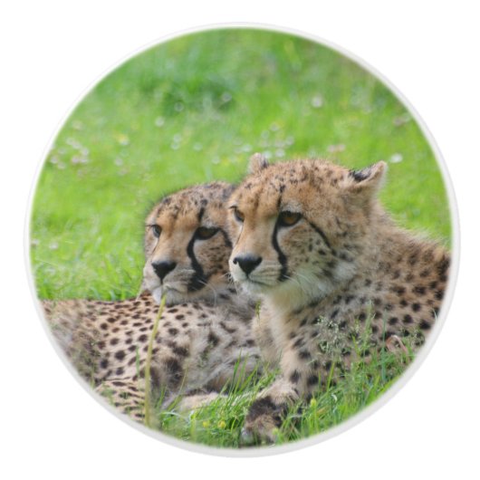 Cheetah 001 keramische knop (Voorkant)