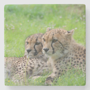 Cheetah 001 stenen onderzetter