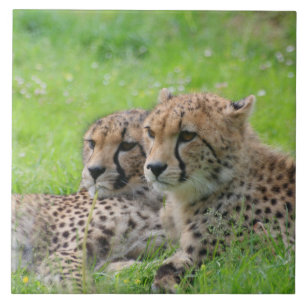 Cheetah 001 tegeltje