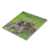 Cheetah 001 tegeltje (Zijkant)