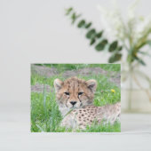 Cheetah 002 briefkaart (Staand voorkant)