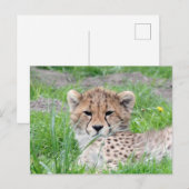Cheetah 002 briefkaart (Voorkant / Achterkant)