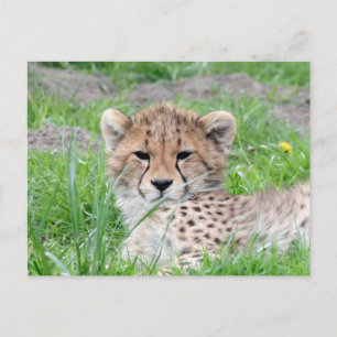Cheetah 002 briefkaart