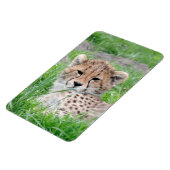 Cheetah 002 magneet (Linkerzijde)