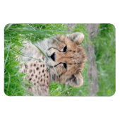 Cheetah 002 magneet (Horizontaal)